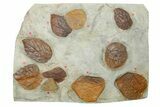 Wide Plate with Ten Fossil Leaves (Three Species) - Montana #262714-1